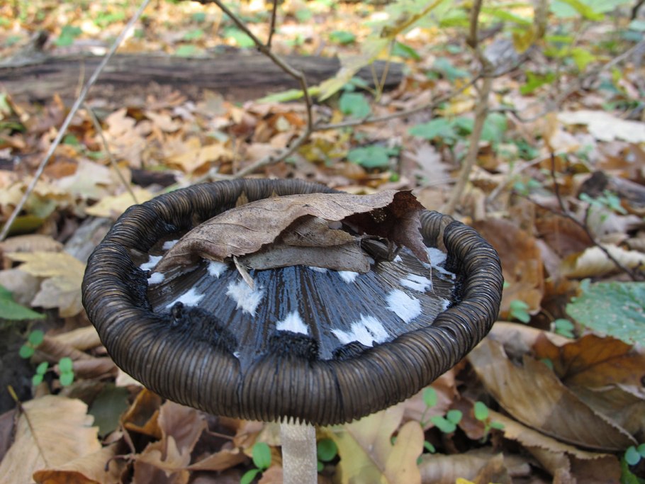 Грибы Ставропольского края