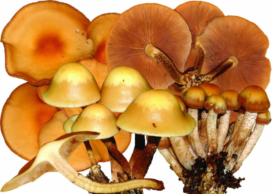 Галерина окаймлённая