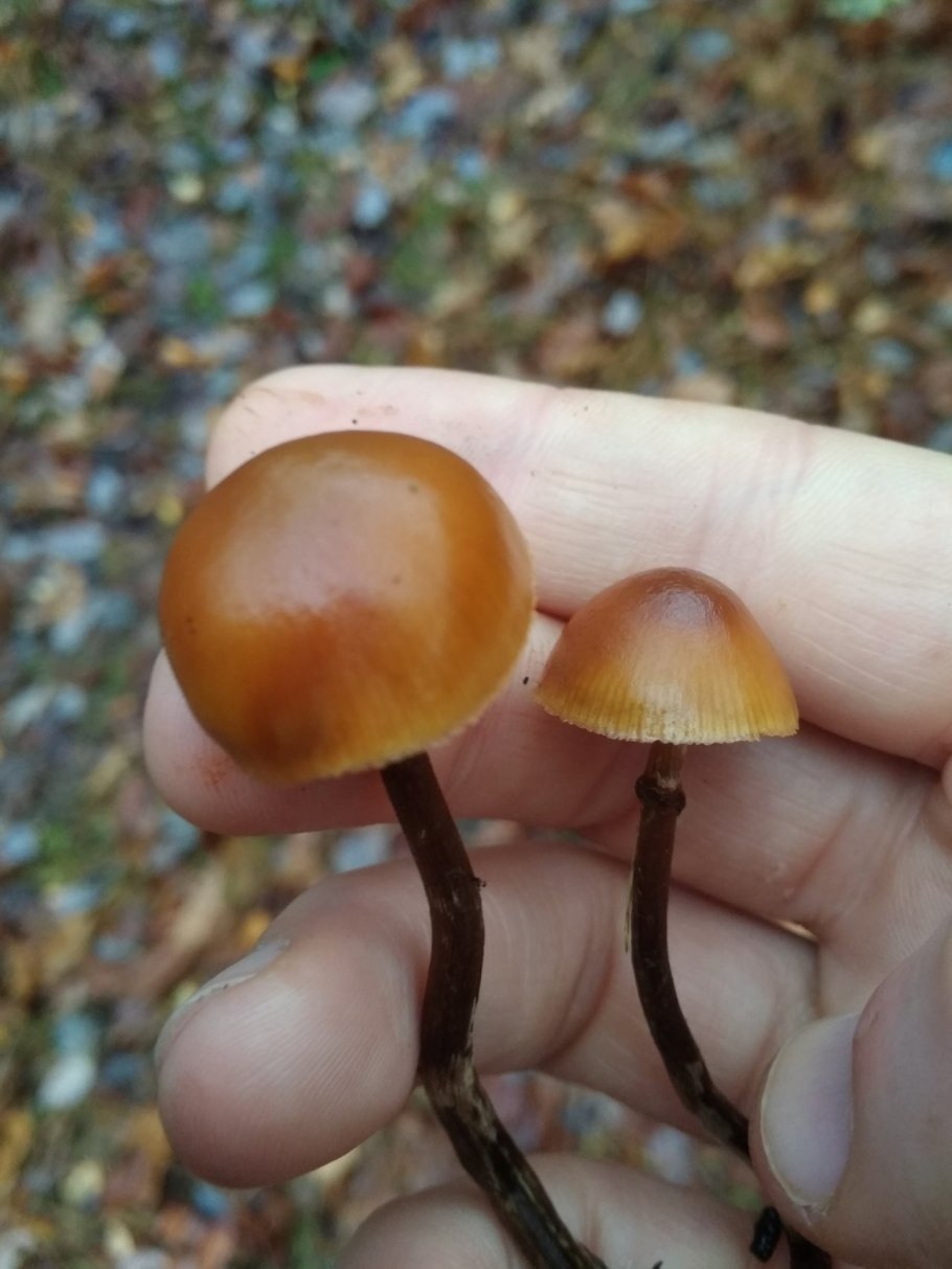 Галерина окаймлённая фото