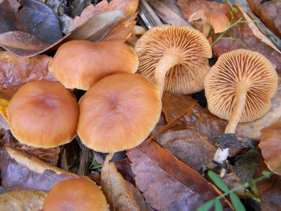 Галерина и фламмулина