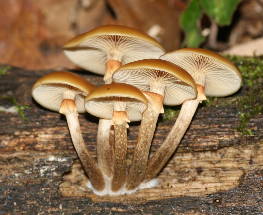 Галерина окаймленная (Galerina marginata)