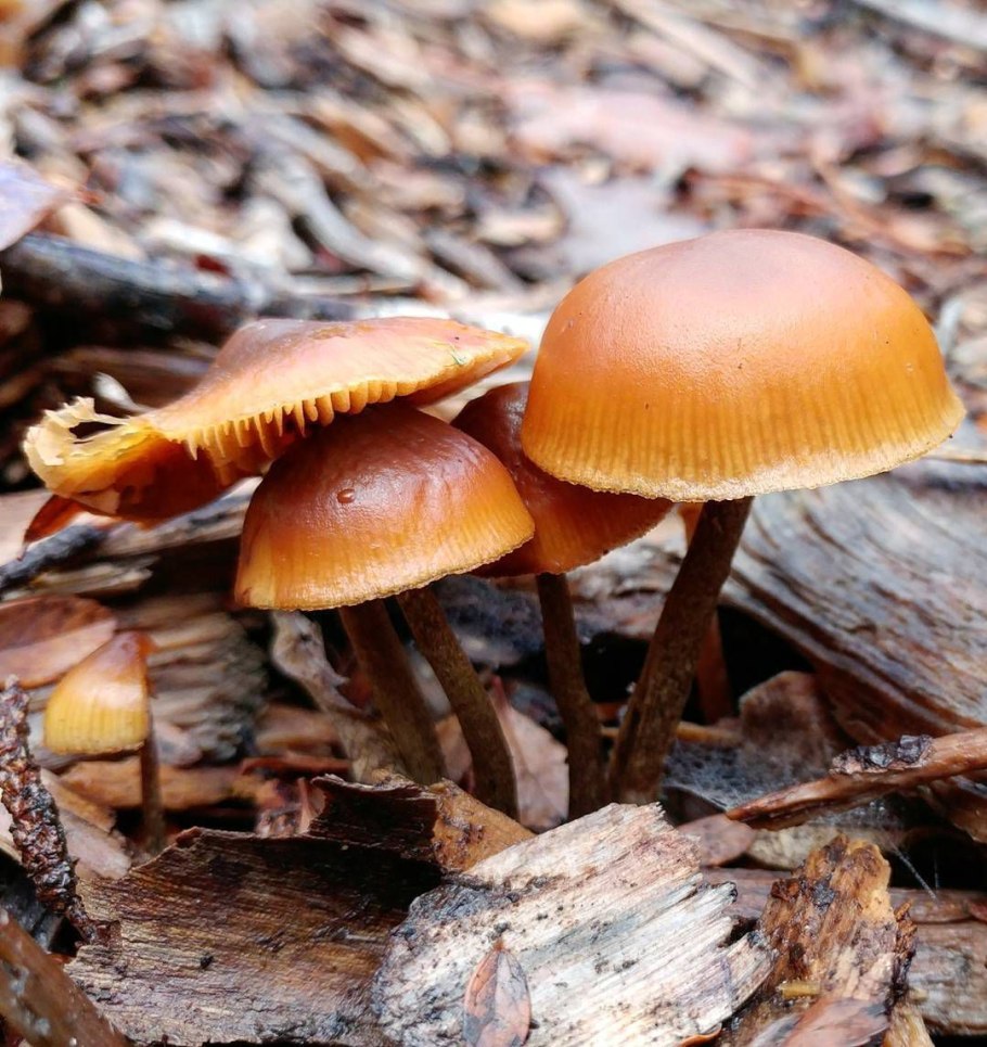 Гриб Галерина окаймленная