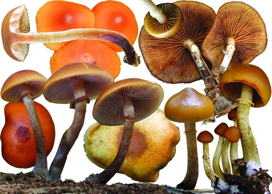 Галерина поганка