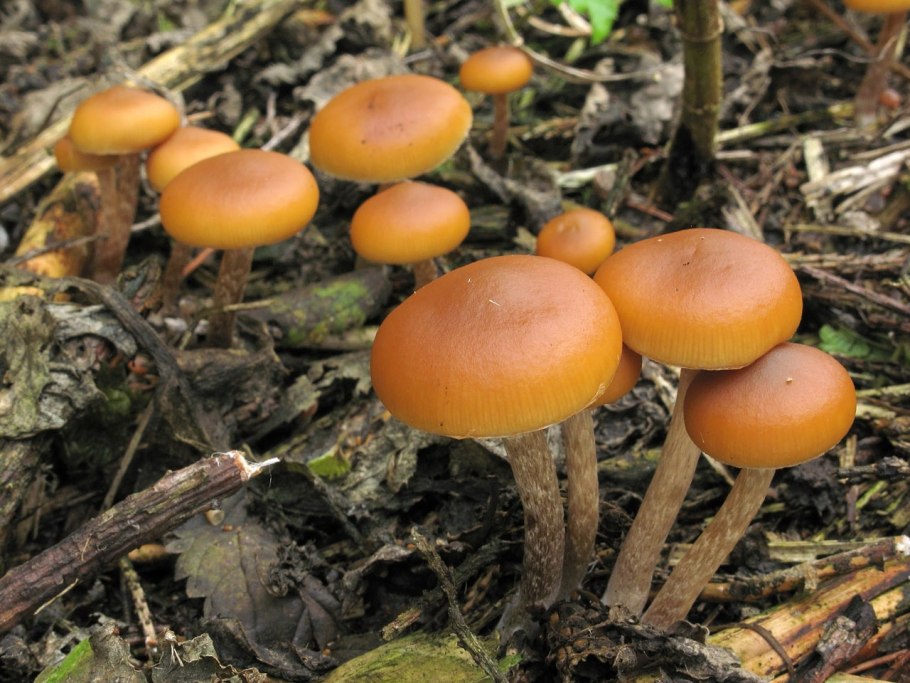 Галерина окаймленная Ленинградская область