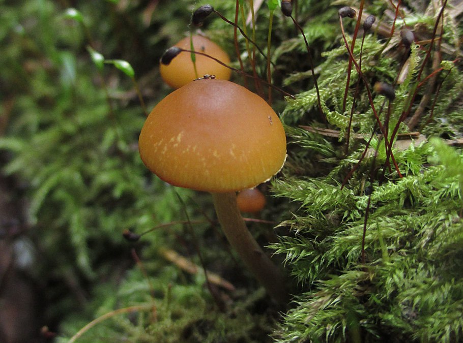 Галерина окаймлённая