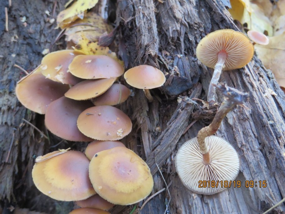 Галерина окаймленная Вишневский