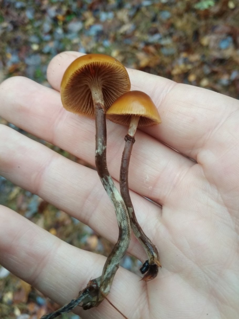 Галерина гриб