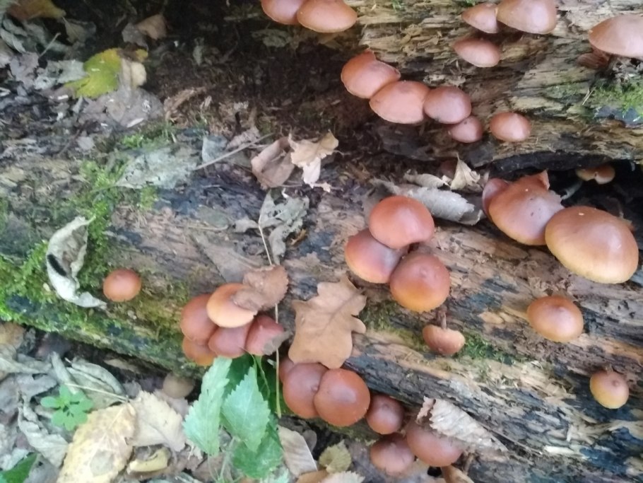 Галерина окаймлённая