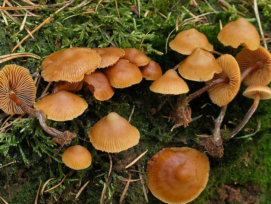 Галерина и фламмулина