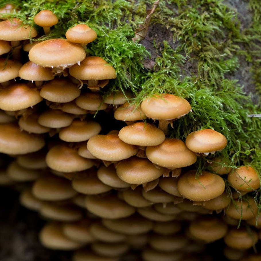 Галерина окаймленная и летний опенок