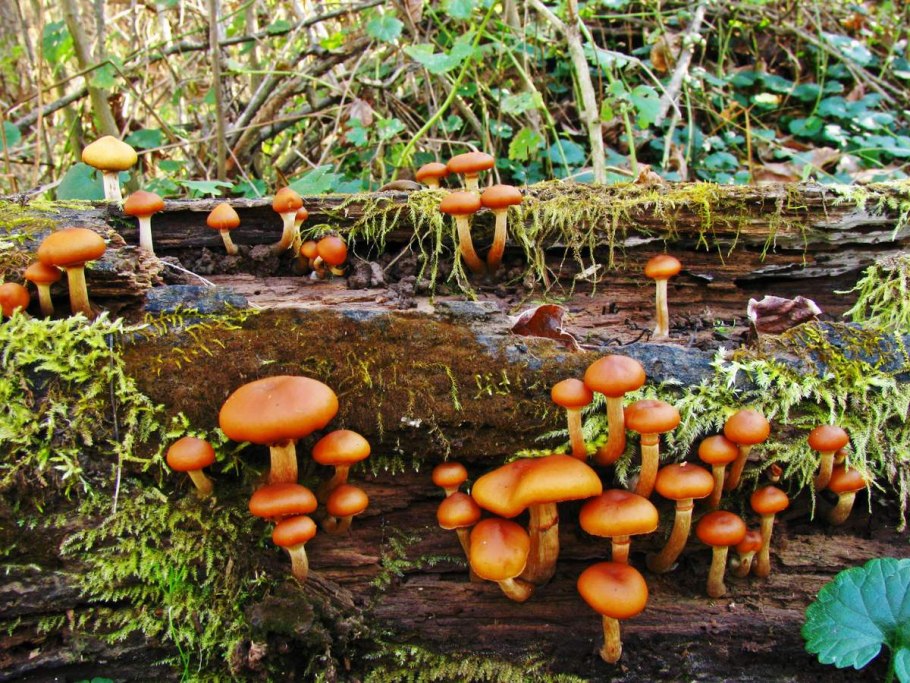 Галерина окаймлённая