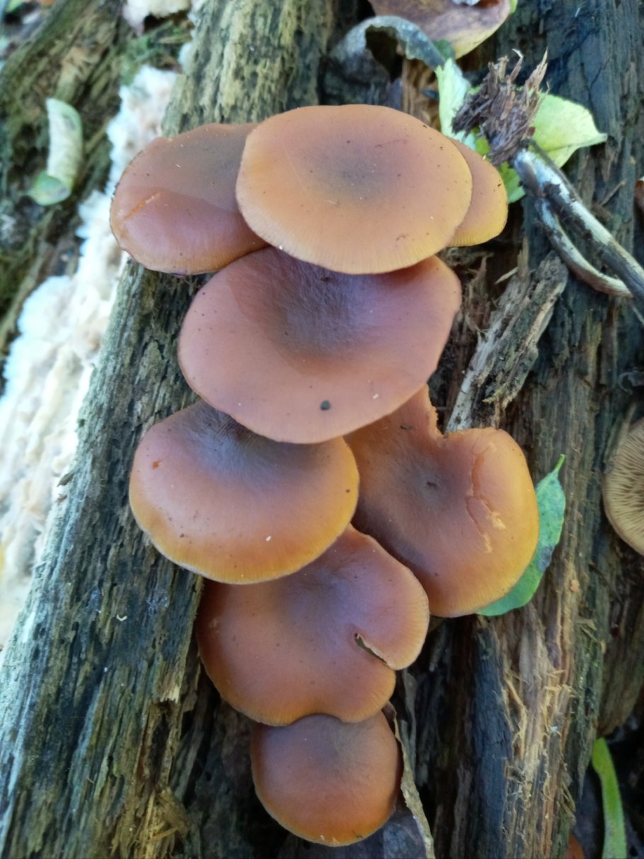 Ядовитый гриб похожий на опенок летний