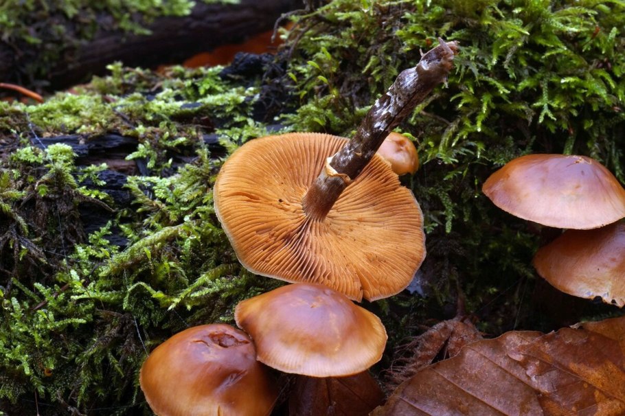 Галерина окаймлённая опёнок зимний