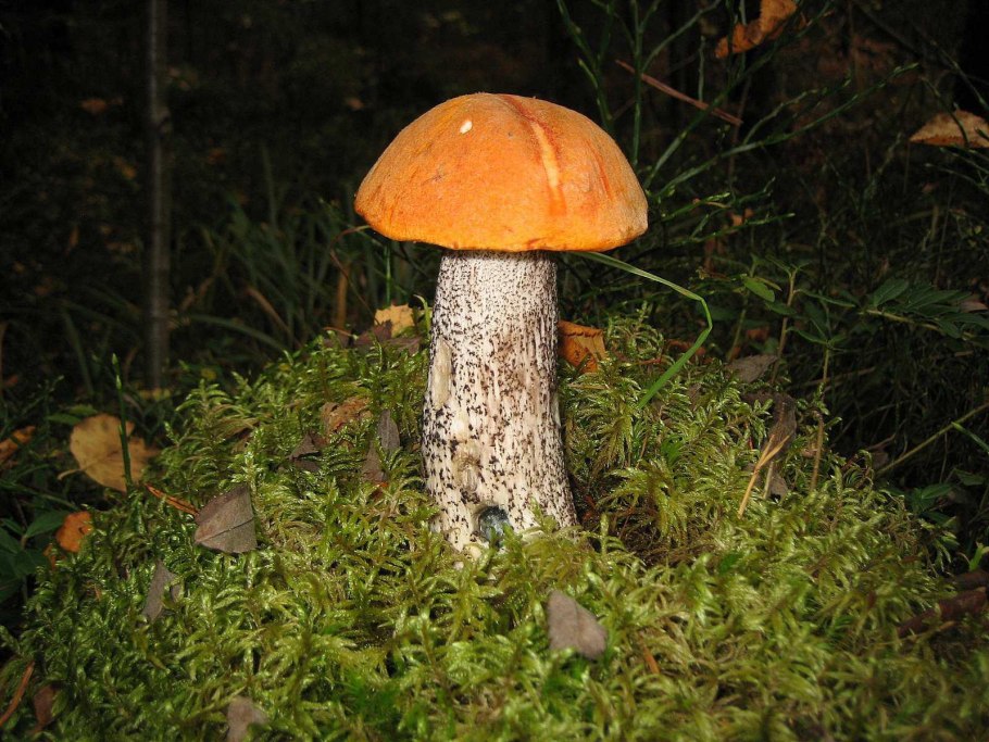 Грибница подосиновика
