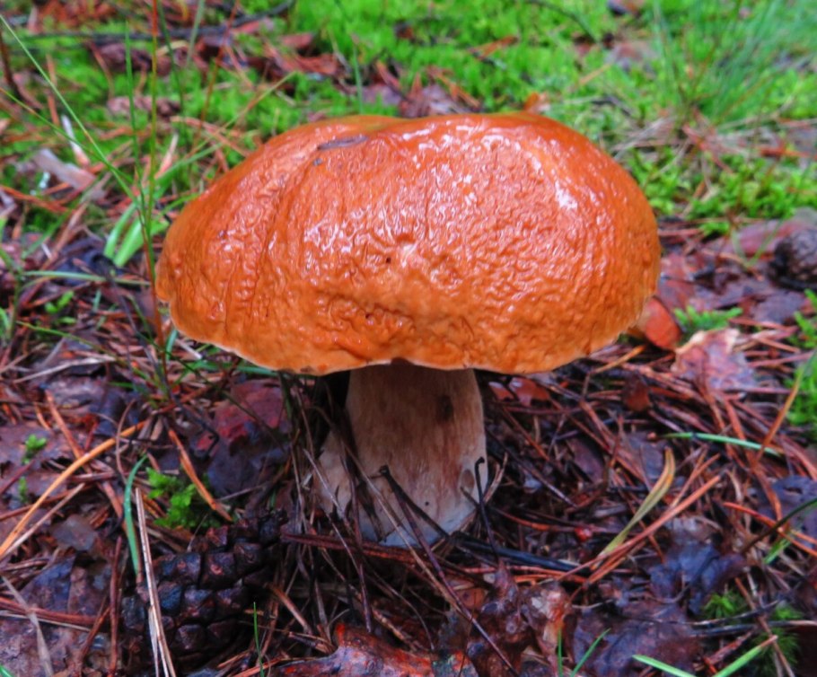 Подосиновик Сосновый гриб