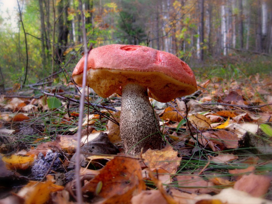 Красноголовый подосиновик