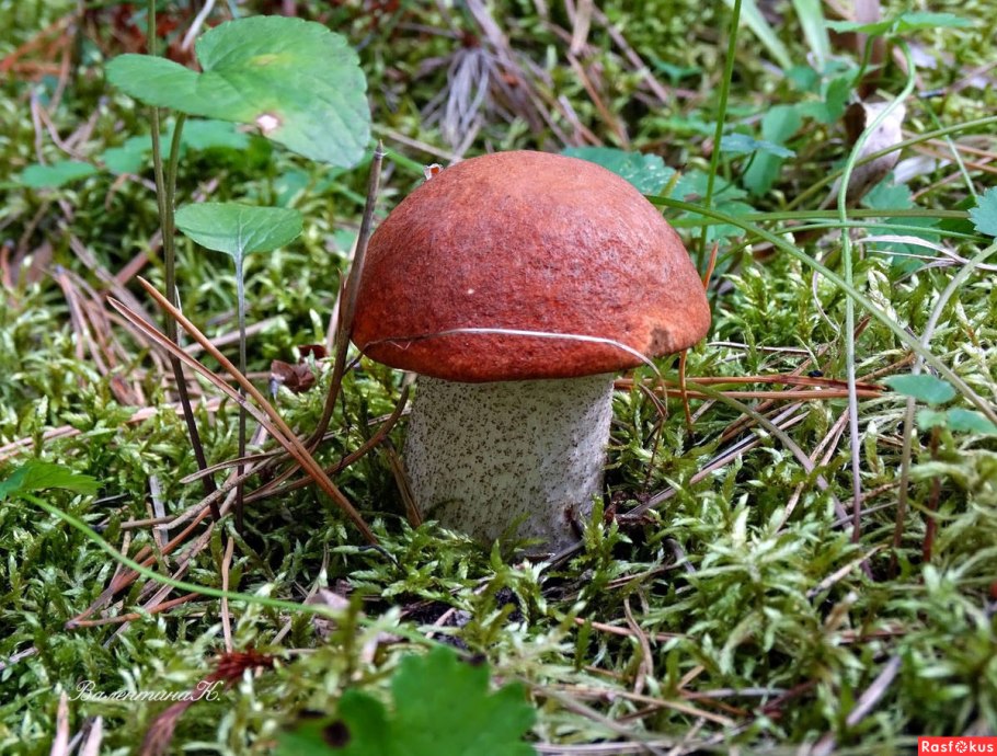 Подосиновик грибники