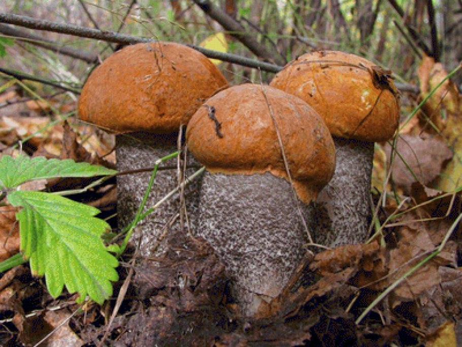 Красноногий подосиновик