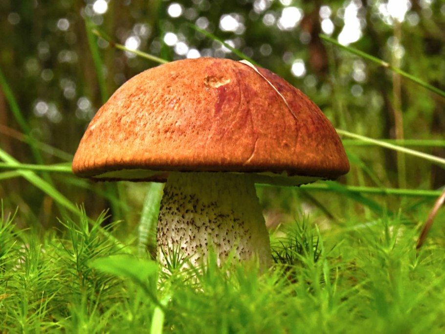 Мурманск грибы подосиновики