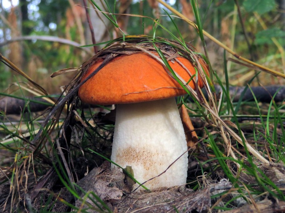 Подосиновик гриб