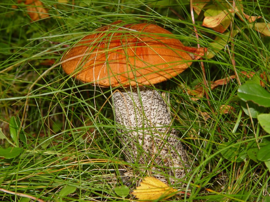 Подосиновик гриб