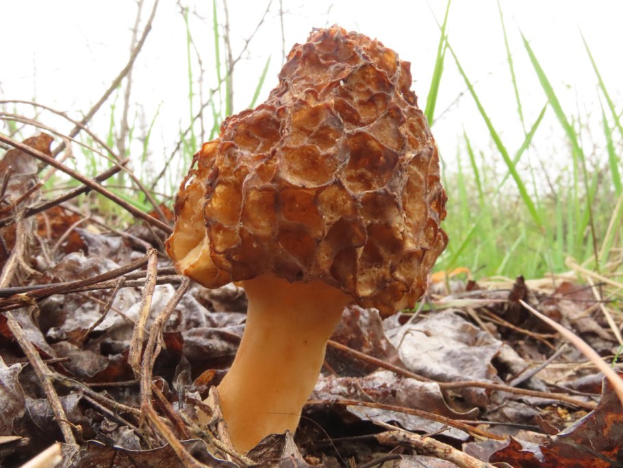 Грибы сморчки в Подмосковье