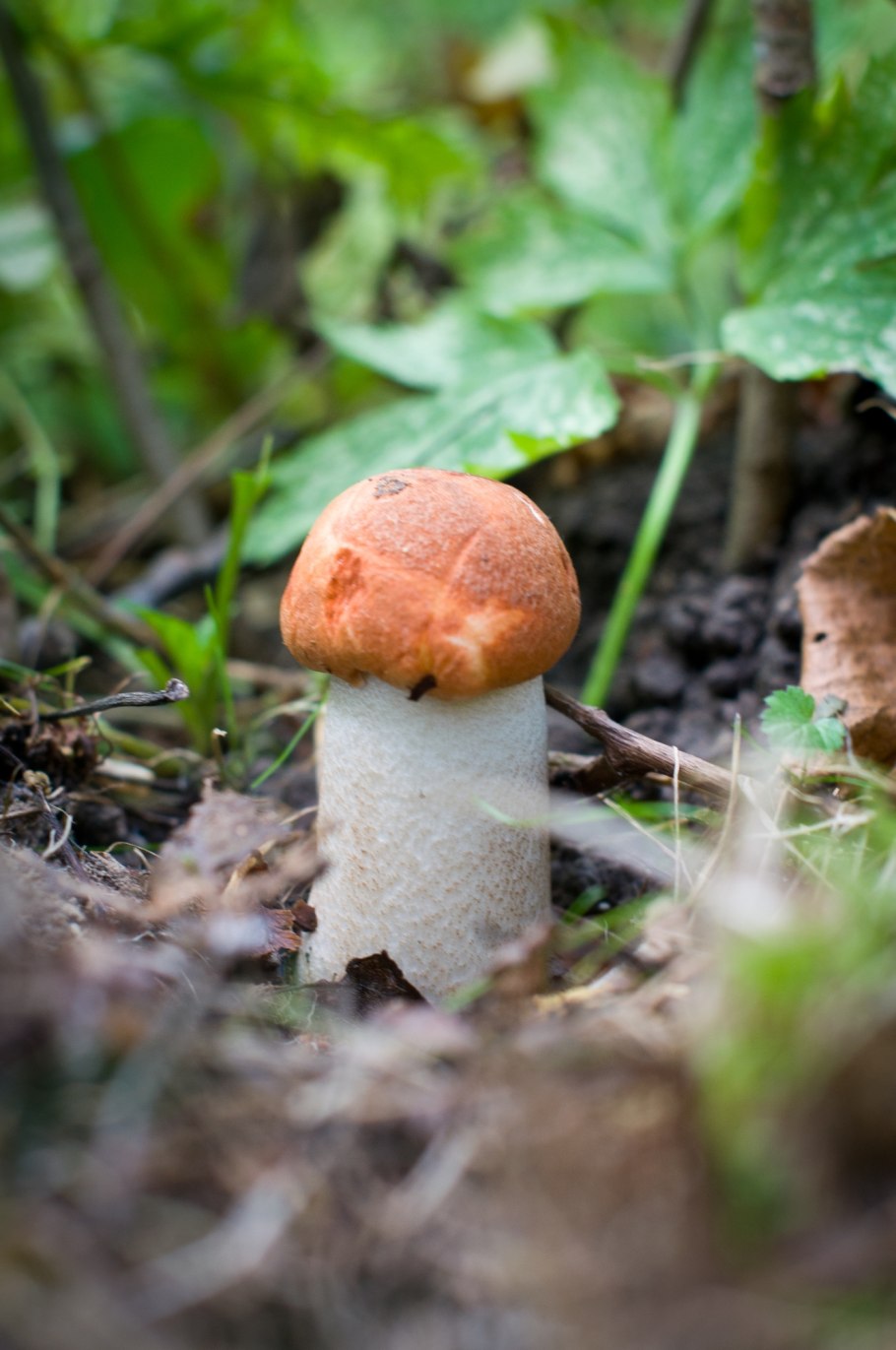 Подосиновик гриб