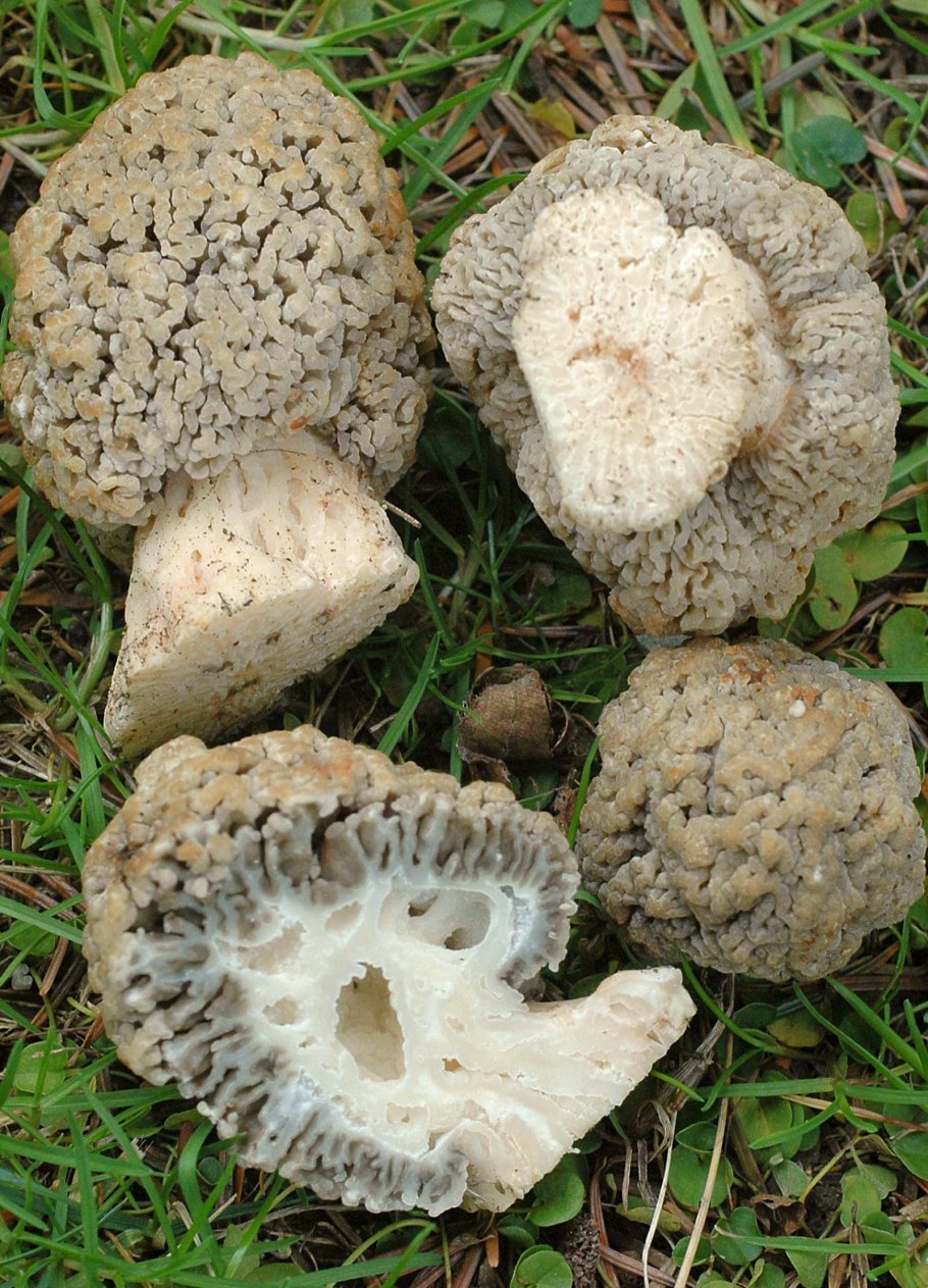 Степной сморчок Morchella steppicola