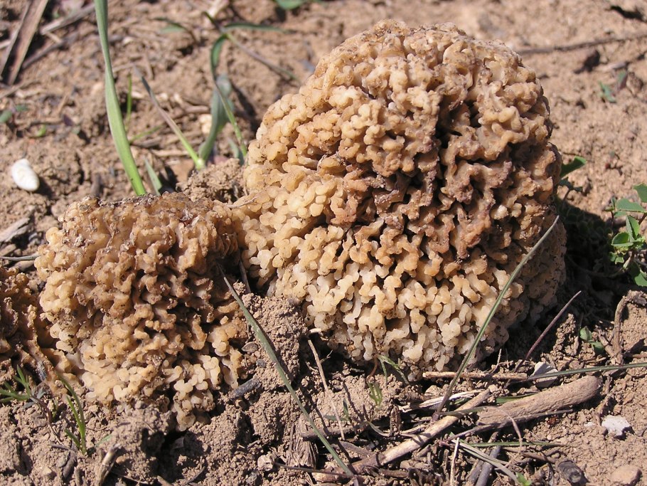 Гарашки грибы