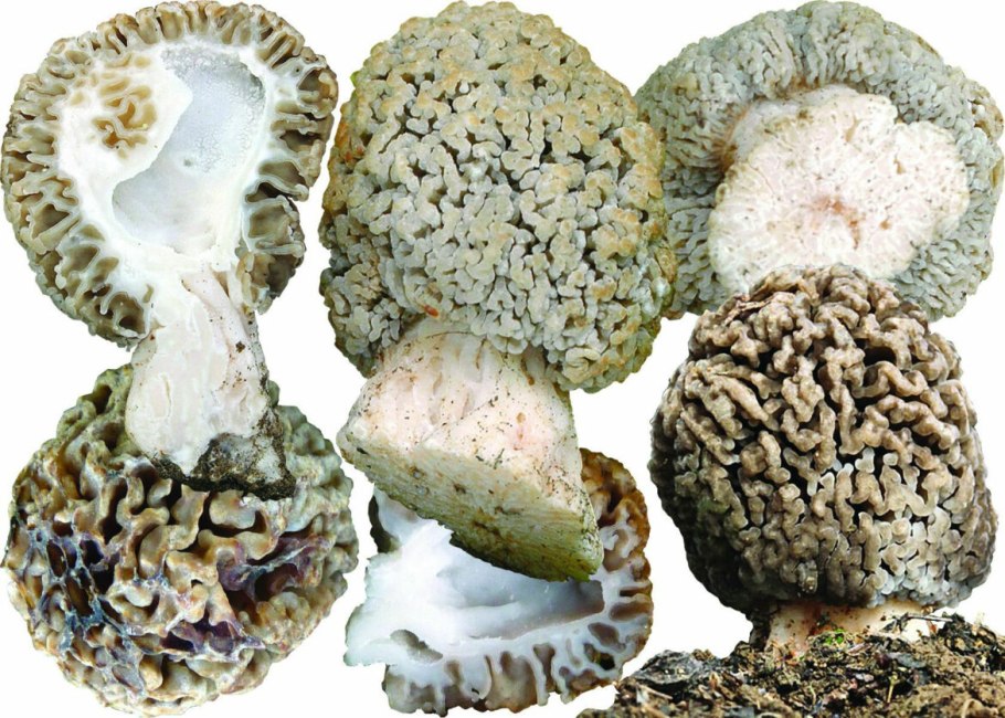 Гриб сморчок Степной