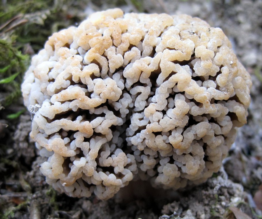 Сморчок полевой