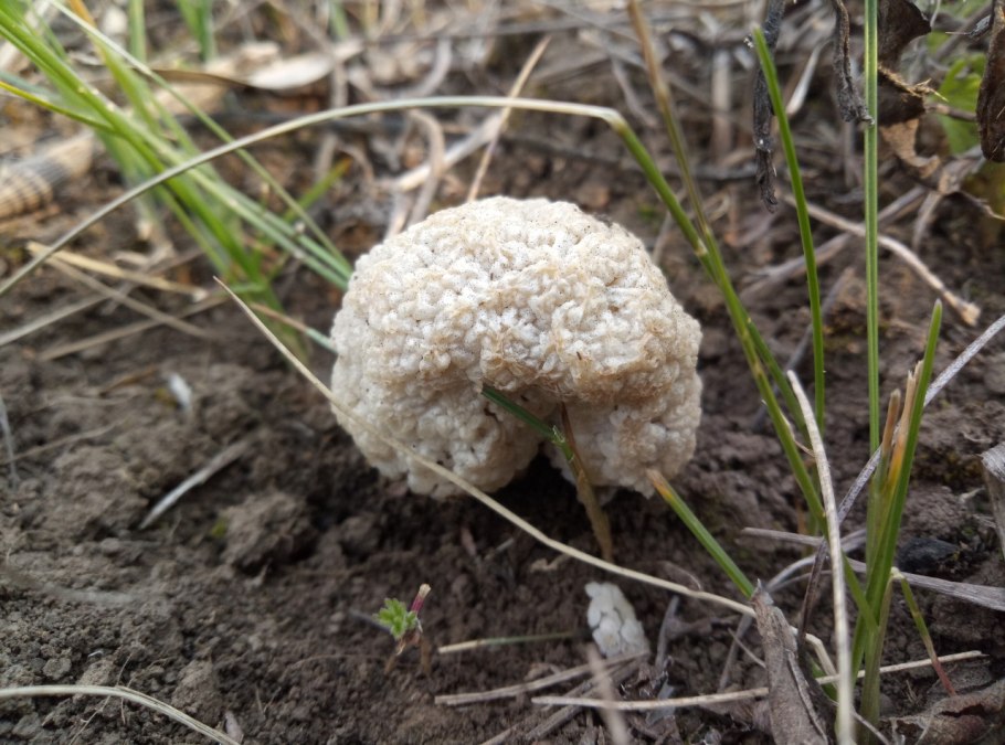 Грибы Пужарики