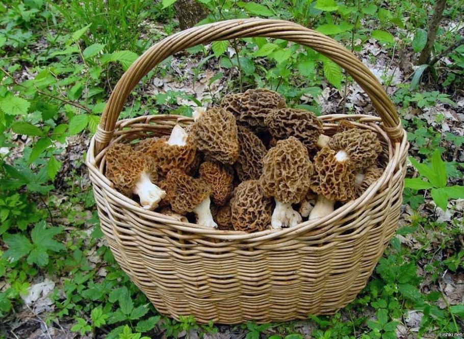 Грибы в холодильнике