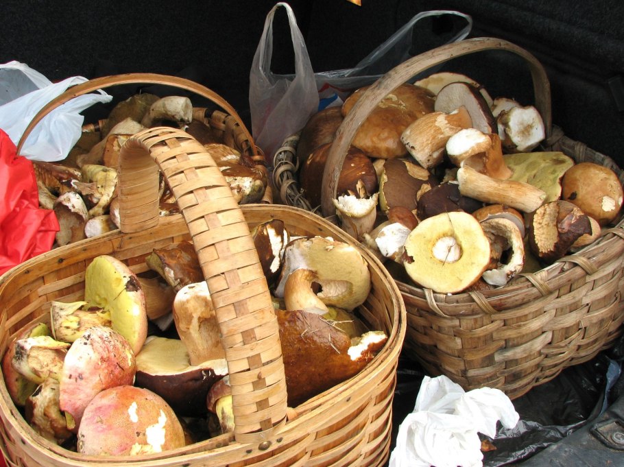 Сморчки в Подмосковье 2021