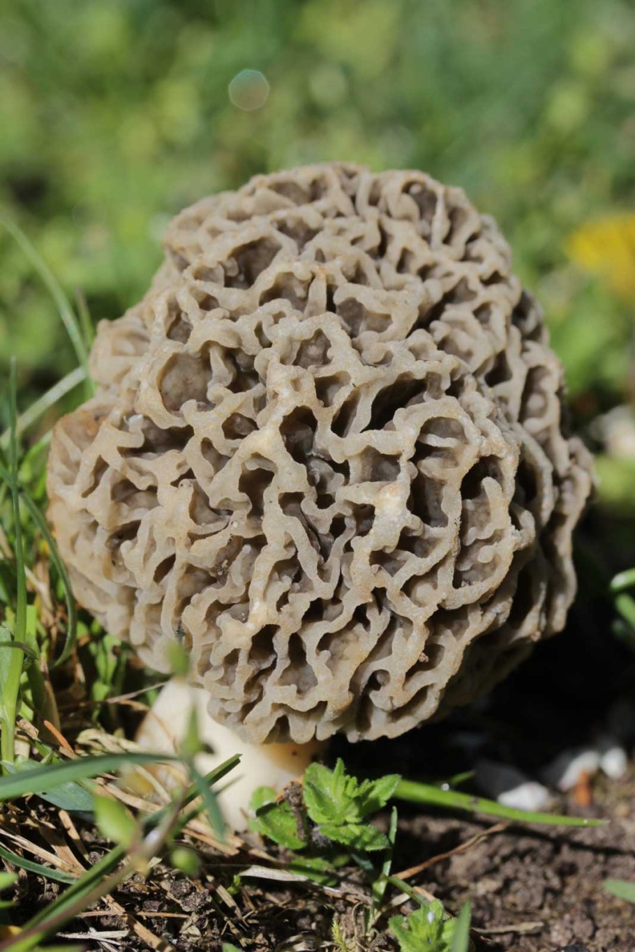 Сморчок оранжевый