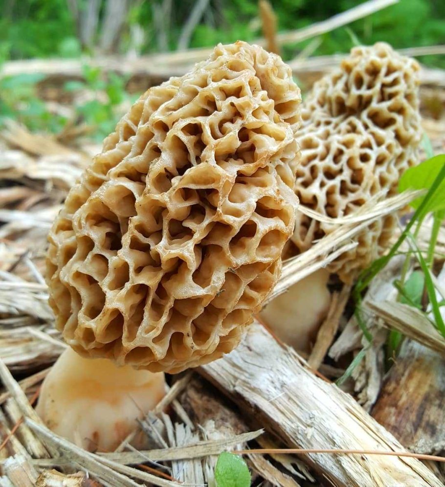 Сморчки грибы растёт на Алтае