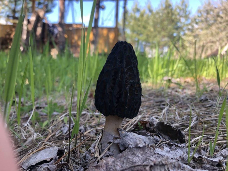 Весенние грибы сморчки