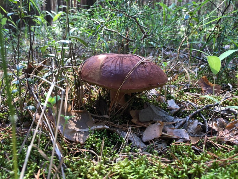 Буковый белый гриб