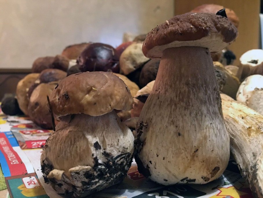 Грибы таджикистанский