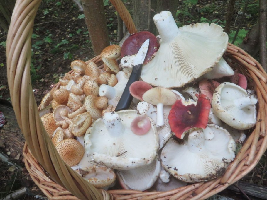 What are the Mushrooms Dangerous for Humans?