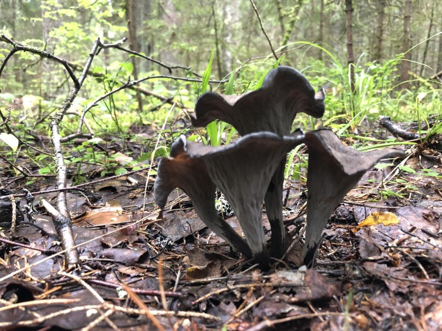 Белый гриб в Караканский Бор