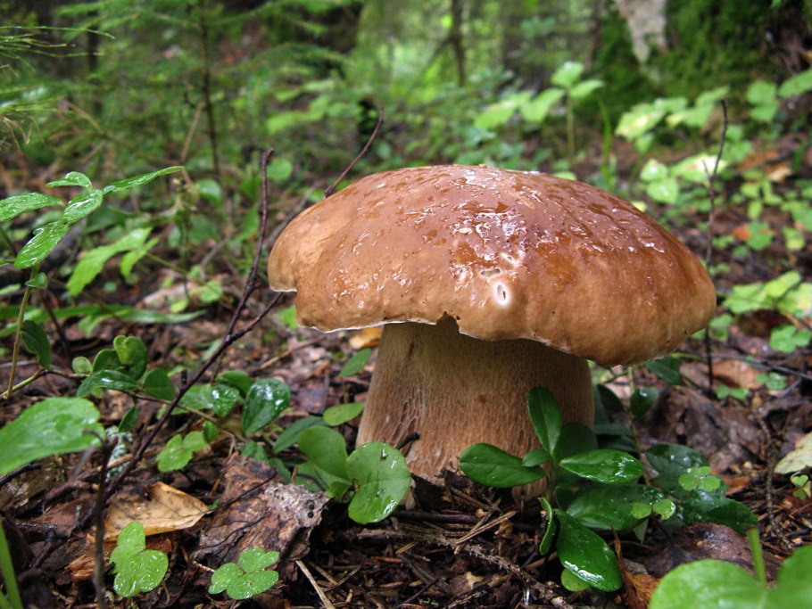 Моховик красный Hortiboletus rubellus