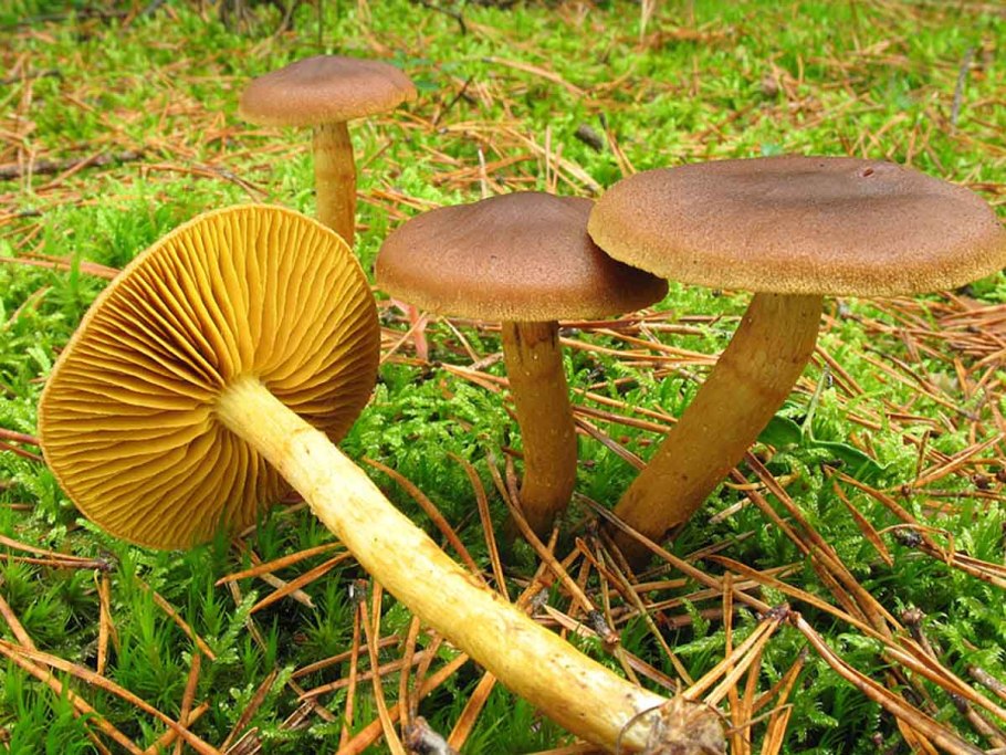Cortinarius croceus (паутинник шафрановый)