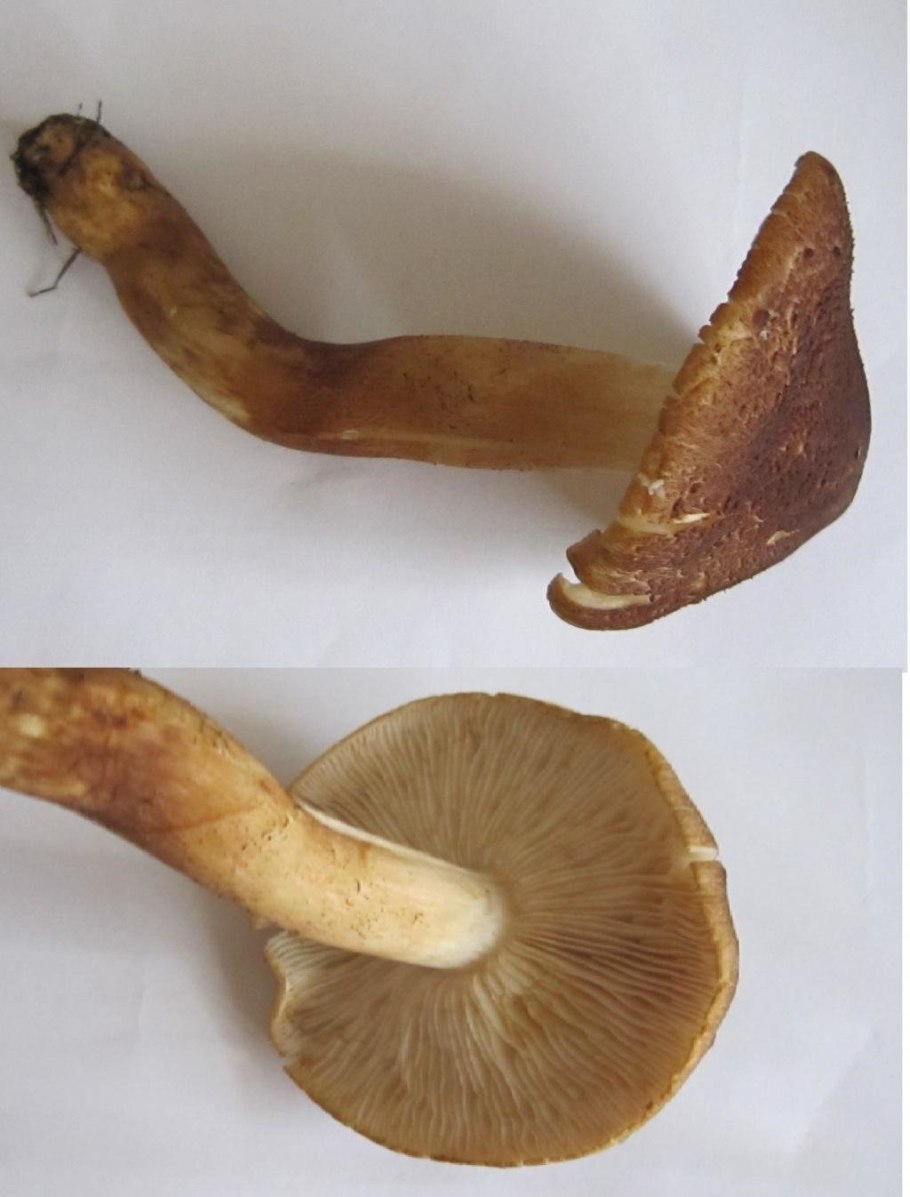 Коричневый гриб с коричневой ножкой