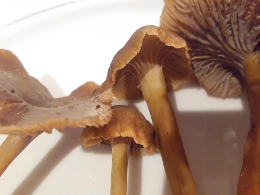 Лисичка на тонкой ножке гриб