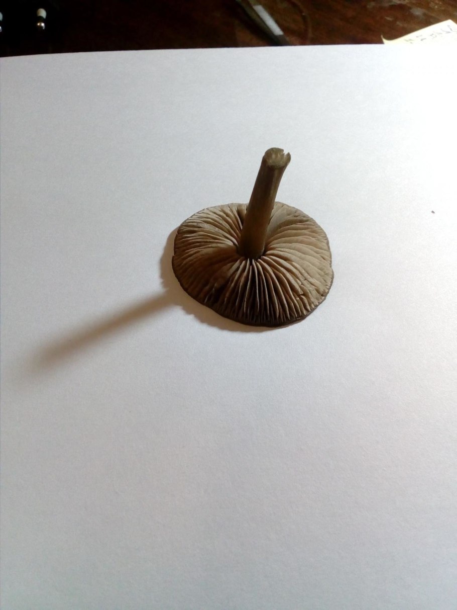 Коричневый гриб на тонкой ножке