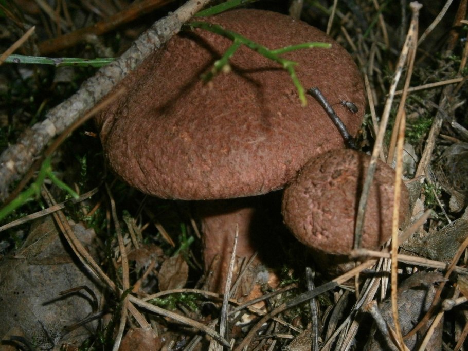 Трубчатый коричневый гриб
