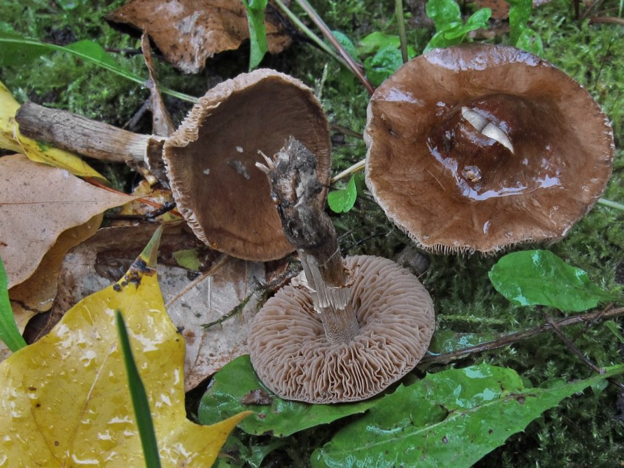 Коричневый гриб чешуйчатый пластинчатый