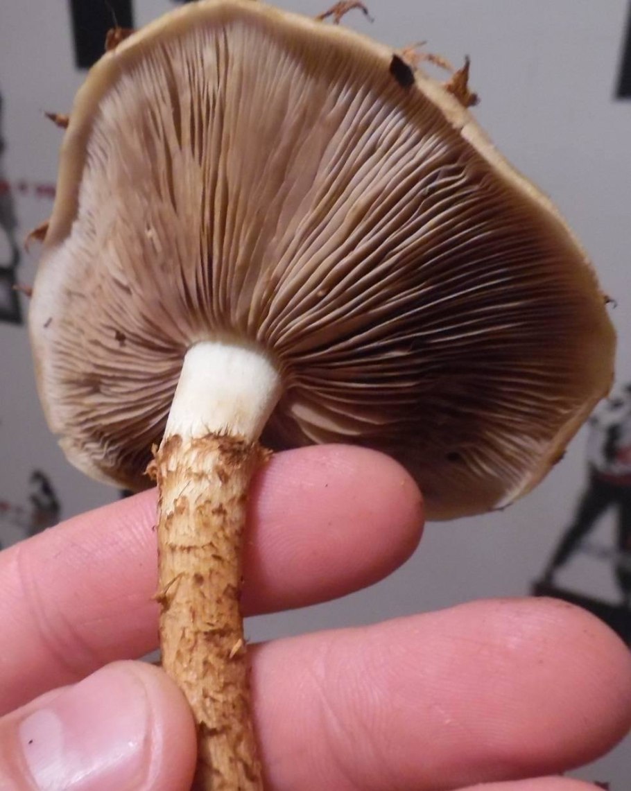 Гриб с коричневой шляпкой