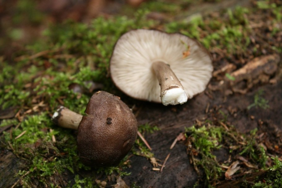 Pluteus exiguus - Плютей невзрачный